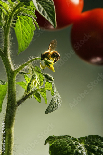 Photo: Bee on tomato plant Bee on tomato plant
