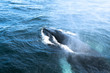 A humpback whale