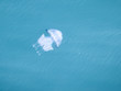 jelly fish