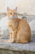 Orange tabby cat on stair-step.