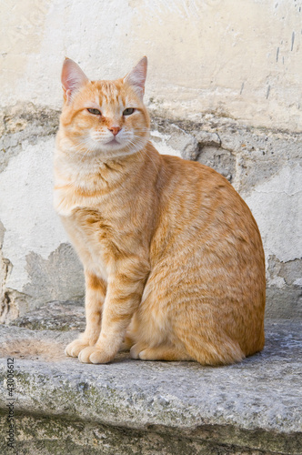 Photo: Orange tabby cat on stair-step. Orange tabby cat on stair-step.