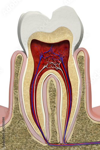 Illustration: Tooth section Tooth section