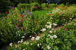 Foto: flowering garden flowering garden