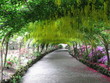 Laburnum arch Bodnant
