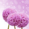 Foto: Pink Allium Pink Allium