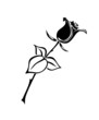 rose 6c