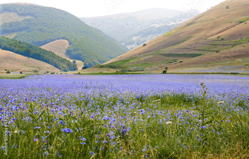 Photo: Fiordalisi a Castelluccio di Norcia Fiordalisi a Castelluccio di Norcia