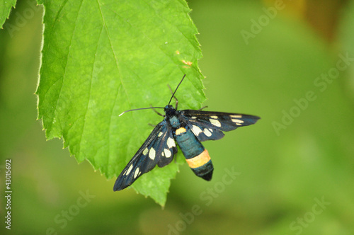 Photo: black butterfly black butterfly