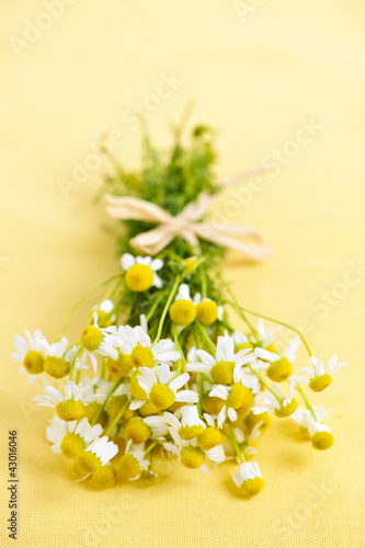 Foto: Chamomile flowers Chamomile flowers