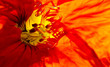 nasturtium