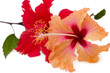 Pare of red and orange hibiscus flowers, isolated on white