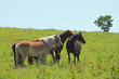 horse and field