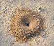 Sand anthill of excavation black ants Lazius