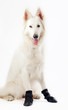 Foto: scarpe per cane scarpe per cane