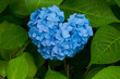 Photo: 2012hydrangea_043 2012hydrangea_043