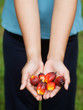 Photo: Oil palm fruits Oil palm fruits
