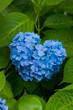 Photo: 2012hydrangea_045 2012hydrangea_045