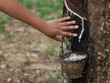 Photo: Rubber tree plantation Rubber tree plantation