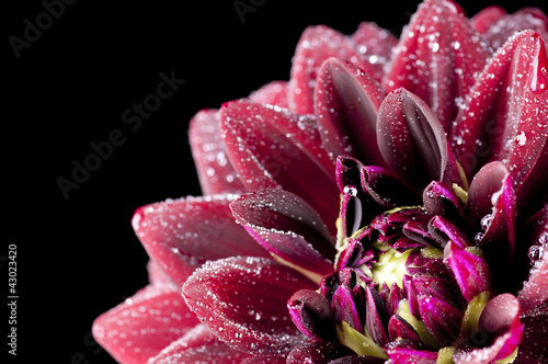 Photo: Dahlia Dahlia