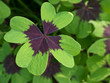Four-leaf clover
