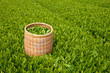 Foto: 茶畑 茶畑