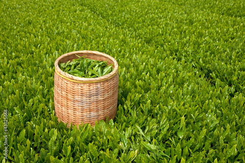 Photo: 茶畑 茶畑