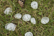 Hagel