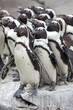 Penguin Team