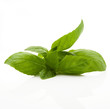 foglie di basilico