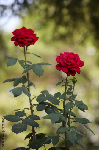 Photo: Two long-stemmed roses in the garden Two long-stemmed roses in the garden