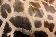 Hintergrund Giraffenhaut