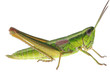 Photo: Grasshopper Grasshopper