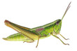 Photo: Grasshopper Grasshopper
