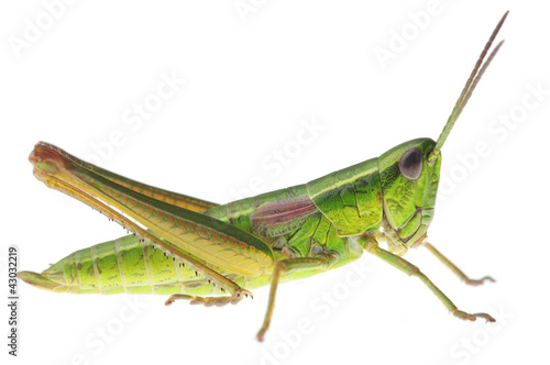 Photo: Grasshopper Grasshopper