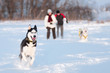 Siberian husky walking on snow