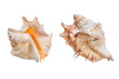 set of shell isolated on a white background