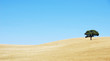 lonely tree at alentejo region, Portugal