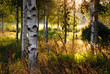 Birch trees