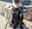 puppys