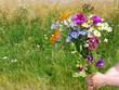 Blumenstrauß in Kinderhand