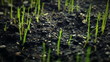 Video: Green sprouts. Timelapse. HD Green sprouts. Timelapse. HD