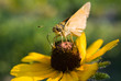 Skipper on Black-eyed Susan