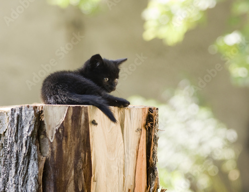 Foto: котенок котенок