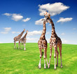 giraffe love