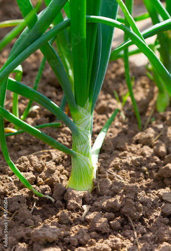Photo: green onion in the vegetable garden green onion in the vegetable garden