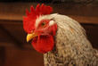 Foto: the bad rooster watching you the bad rooster watching you