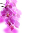 Foto: Pink Orchids Pink Orchids
