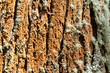 Baumrinde 1