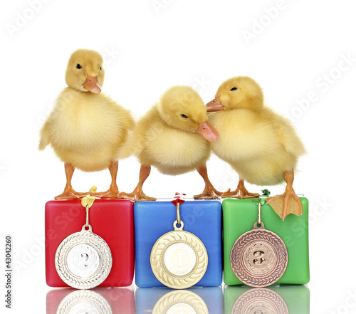 Photo: Three duckling on championship podium isolated on white Three duckling on championship podium isolated on white