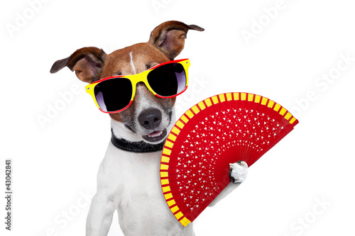 Photo: spanish dog spanish dog
